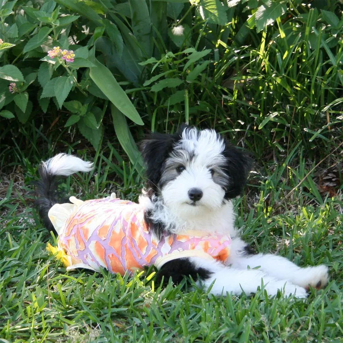 Sunshine Tie Dyed Dog Dress